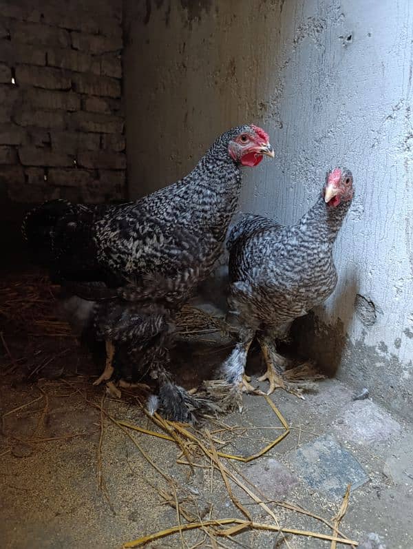 Fancy hen Coco Brahma pair male and female 3