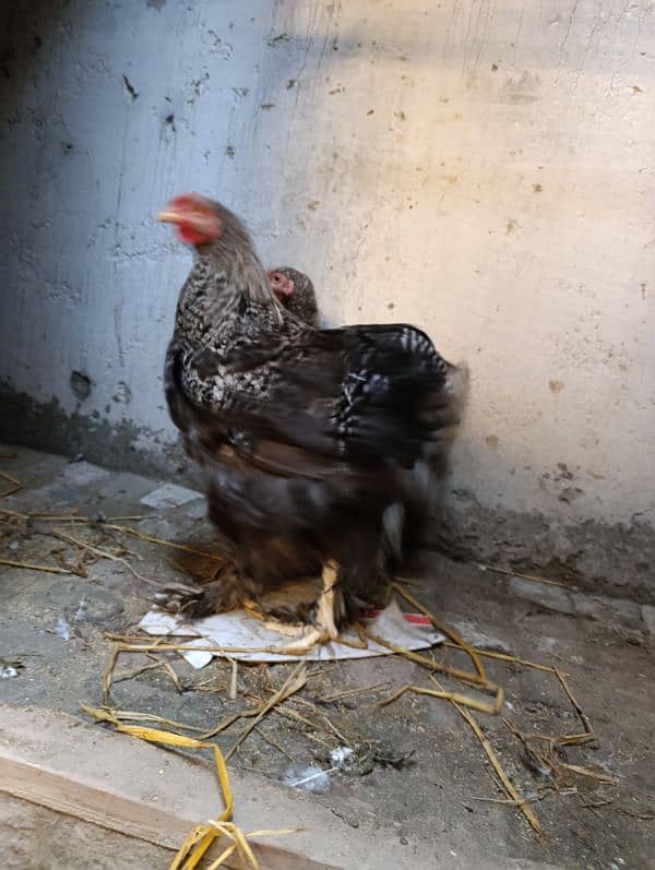 Fancy hen Coco Brahma pair male and female 4