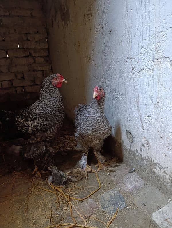 Fancy hen Coco Brahma pair male and female 6