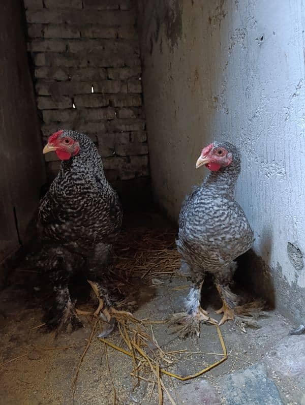 Fancy hen Coco Brahma pair male and female 7