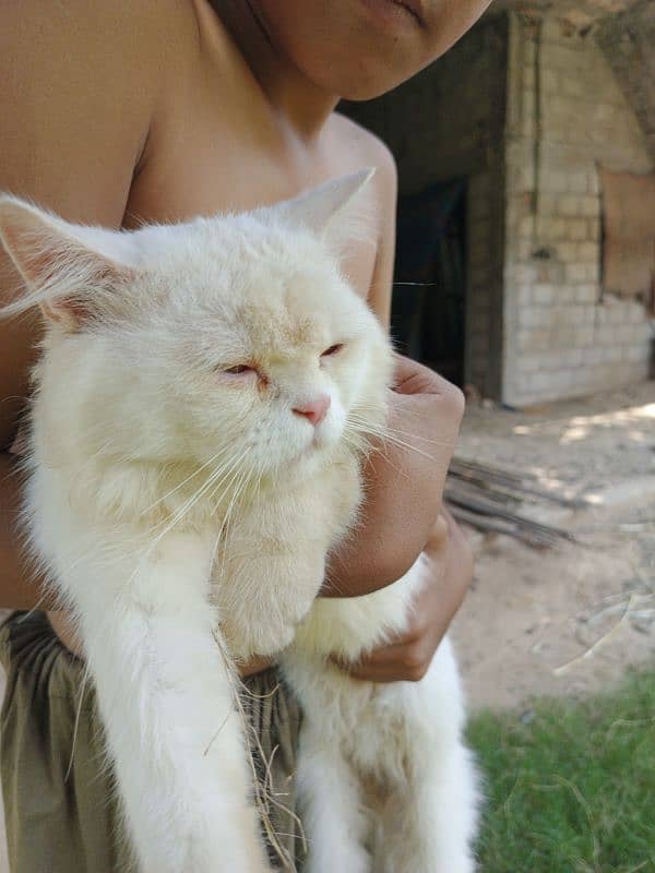 white persian male 6 months old 2