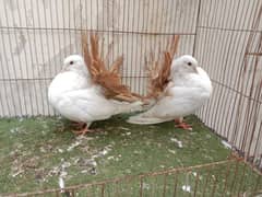 fancy kabutar pair breeder