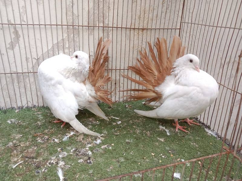 fancy kabutar pair breeder 1