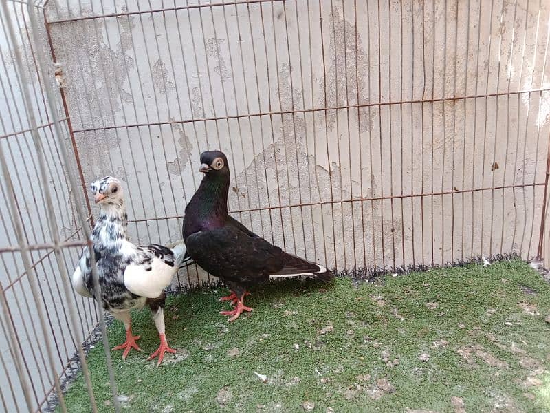 fancy kabutar pair breeder 2