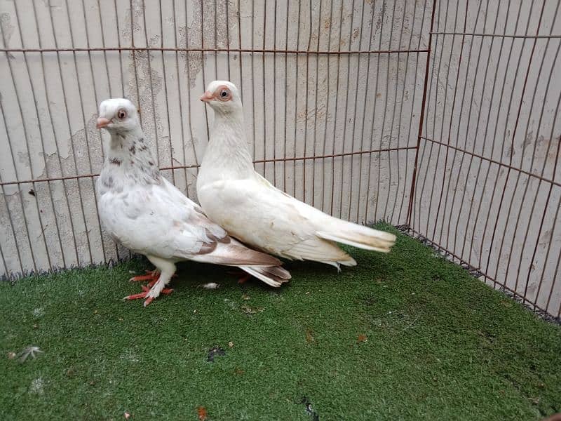 fancy kabutar pair breeder 3