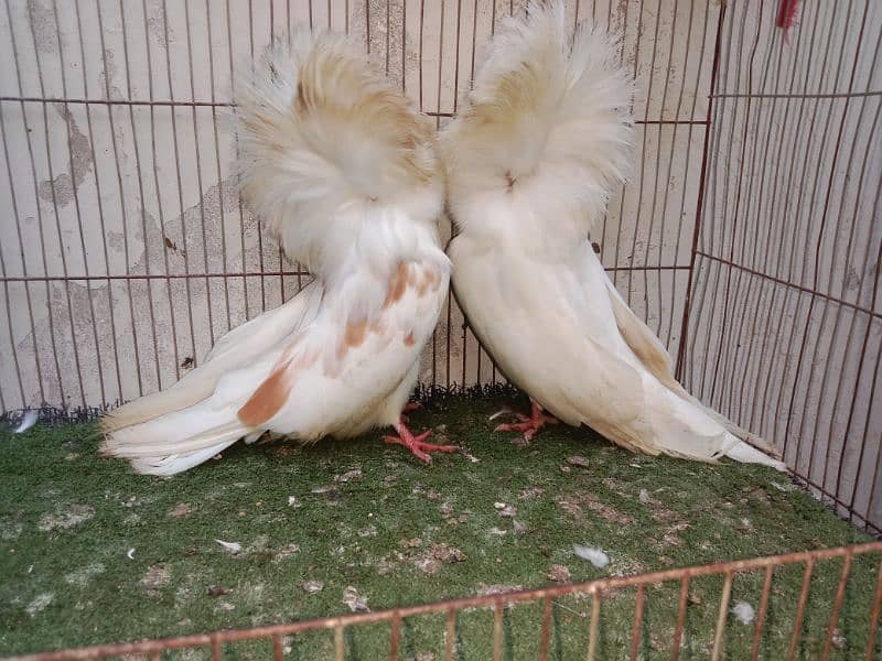 fancy kabutar pair breeder 5