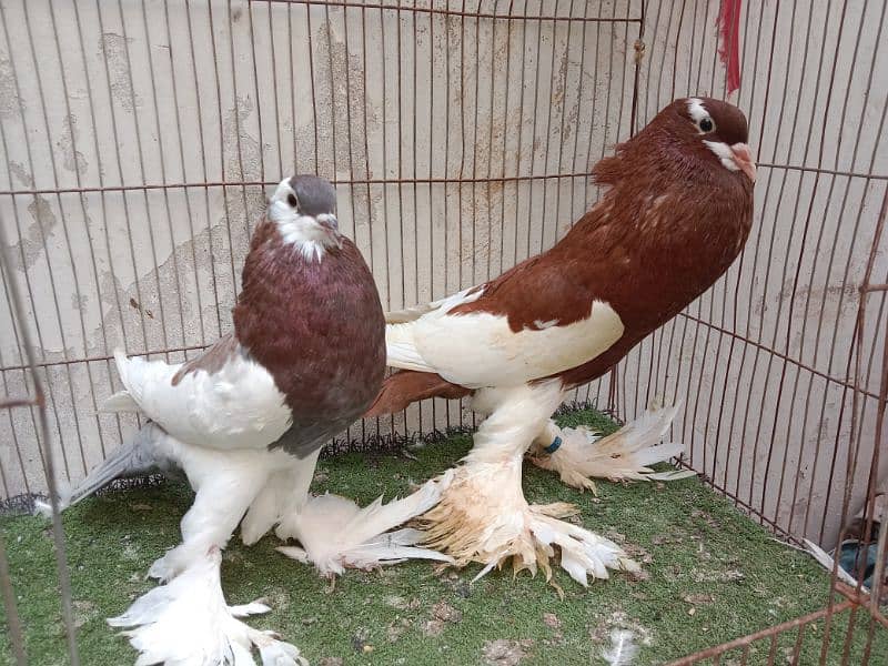 fancy kabutar pair breeder 6