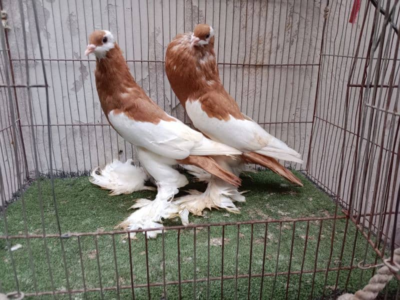 fancy kabutar pair breeder 7