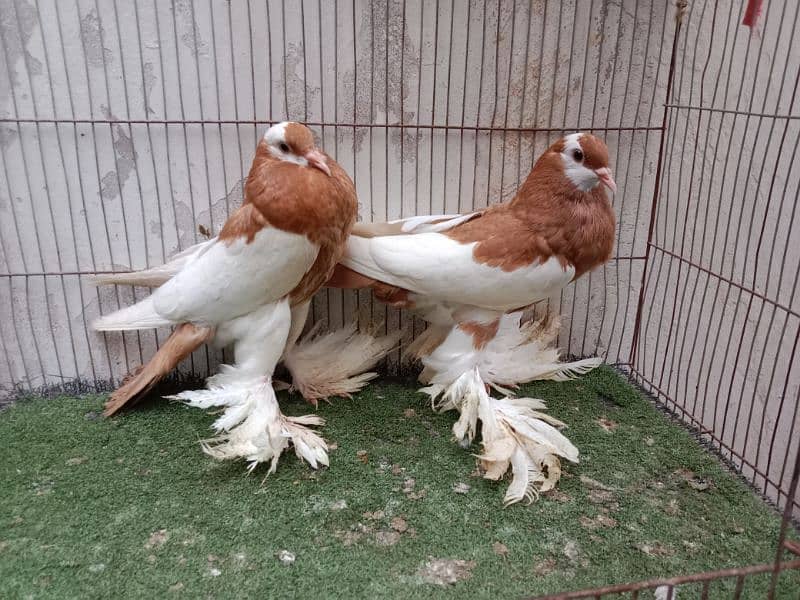 fancy kabutar pair breeder 8