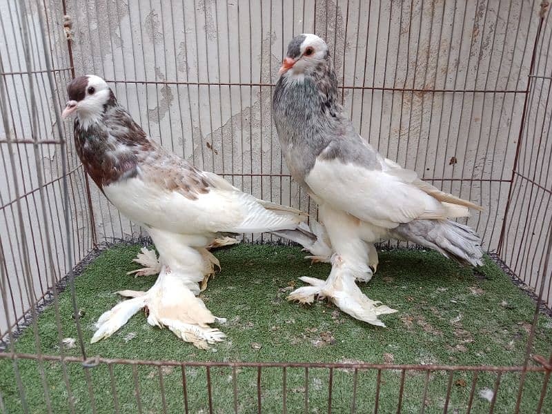 fancy kabutar pair breeder 9