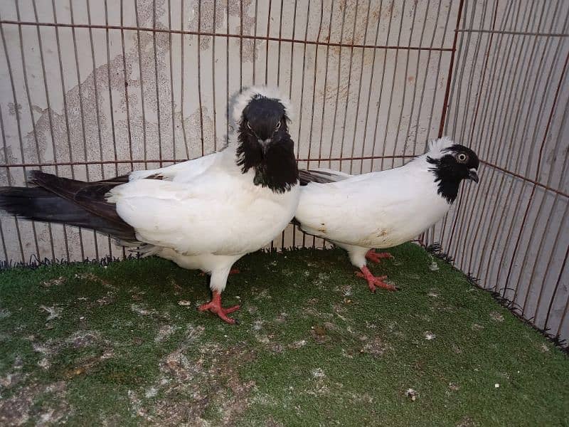 fancy kabutar pair breeder 11