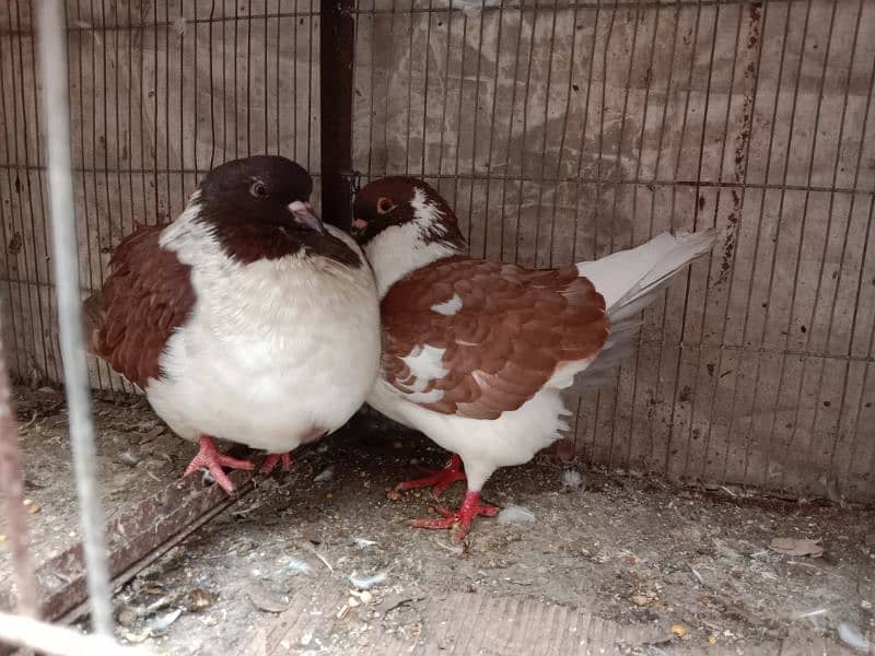 fancy kabutar pair breeder 12