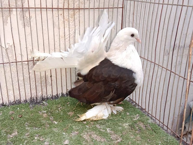 fancy kabutar pair breeder 14