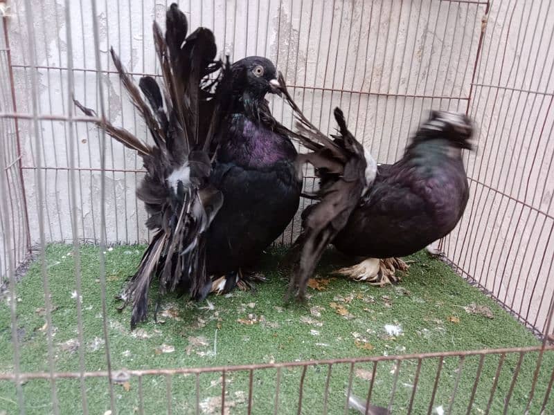 fancy kabutar pair breeder 16