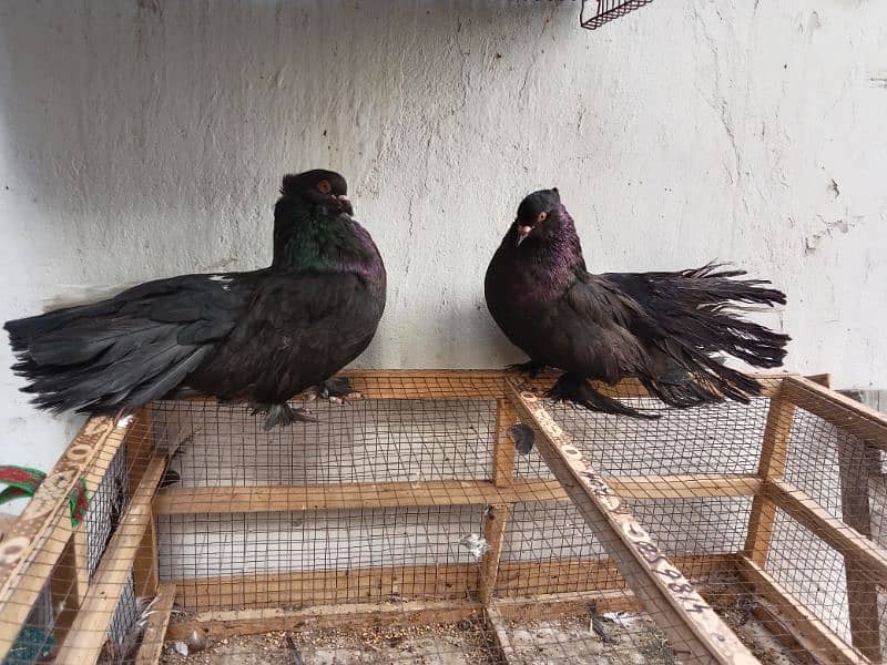 fancy kabutar pair breeder 17