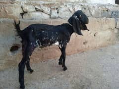 Bakra