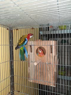 Rosella,