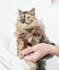 Persian kitten TRIPPLE coated for sale