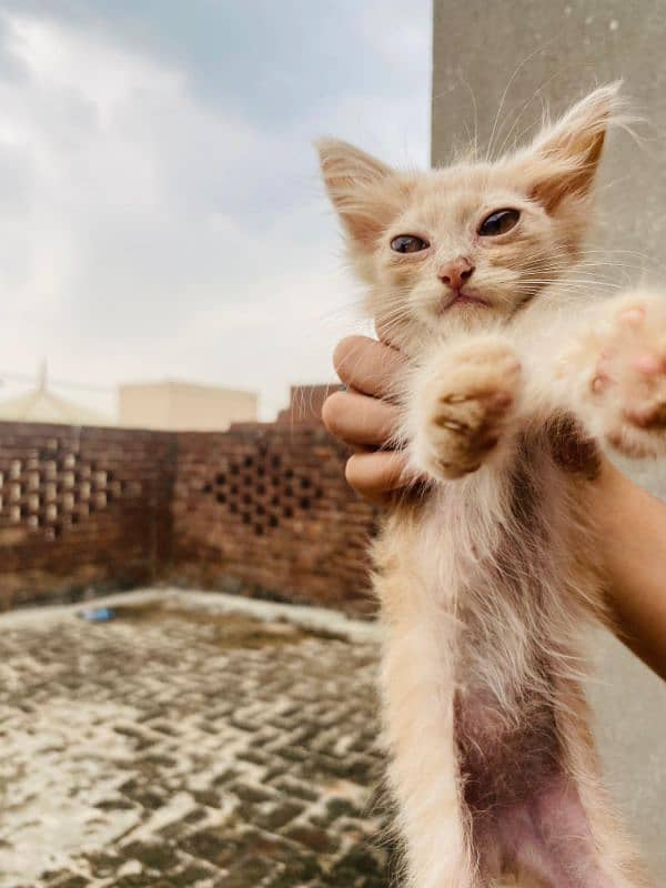 Himalayan+Persian+semiese kittens very cute beautiful 3