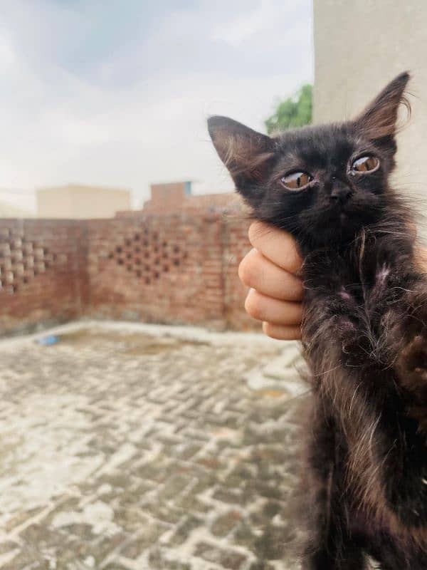 Himalayan+Persian+semiese kittens very cute beautiful 4