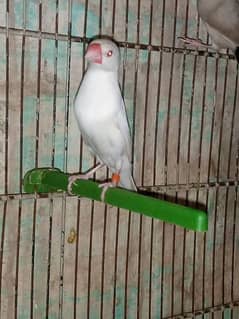 albino . . white java red eyes look like female