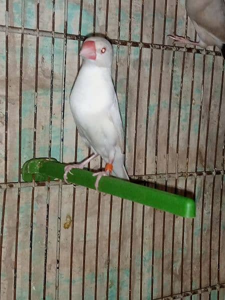 albino . . white java red eyes look like female 0