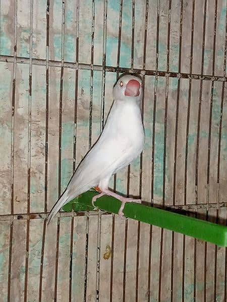 albino . . white java red eyes look like female 1