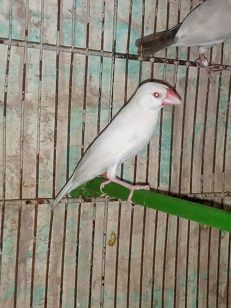 albino . . white java red eyes look like female 2