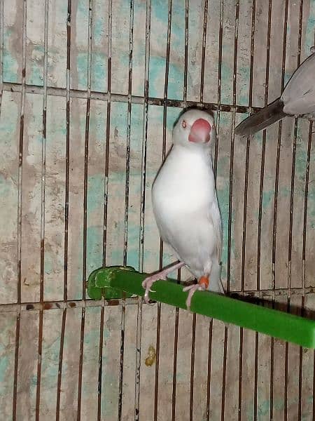 albino . . white java red eyes look like female 3