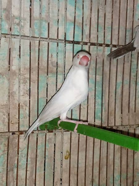 albino . . white java red eyes look like female 4