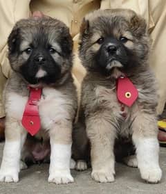 Alabai Dog male and female age 2  months for sale