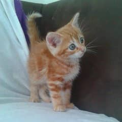 Adorable Ginger Kitten for Sale - 1 Month Old"