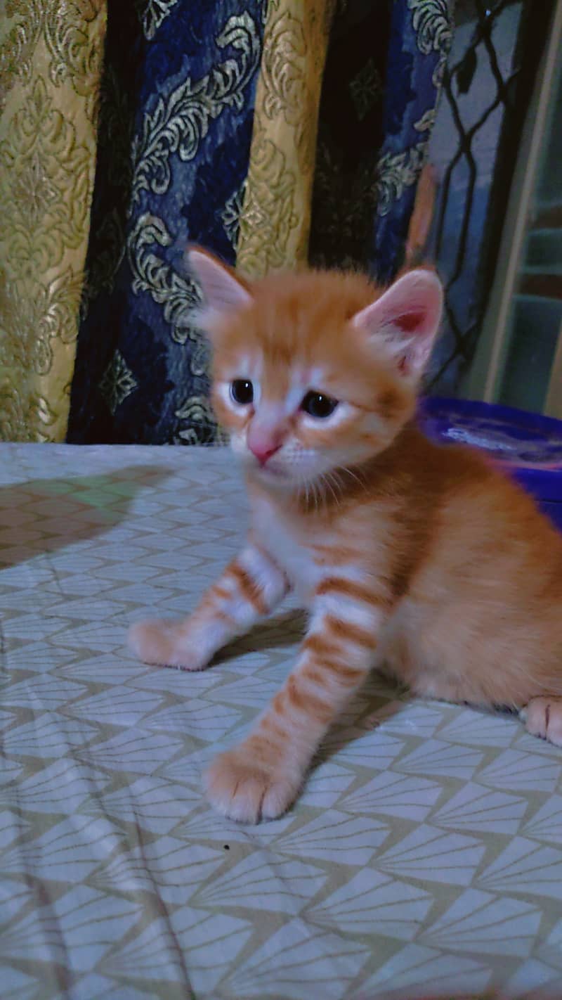 Adorable Ginger Kitten for Sale - 1 Month Old" 3