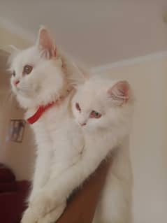 White Persian kittens pair