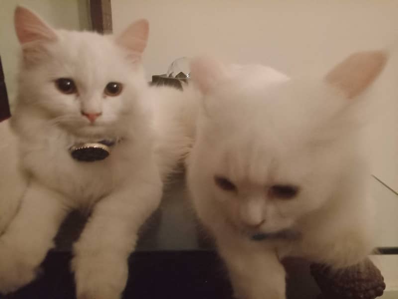 White Persian kittens pair 1