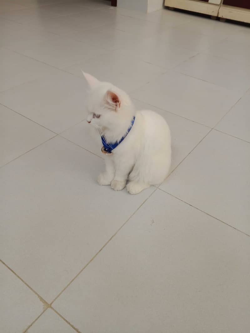 White Persian kittens pair 2