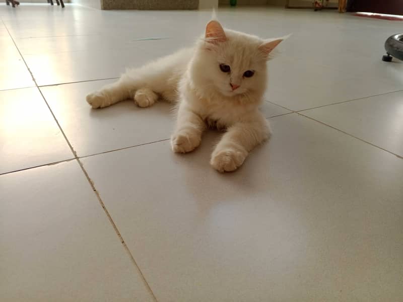 White Persian kittens pair 3