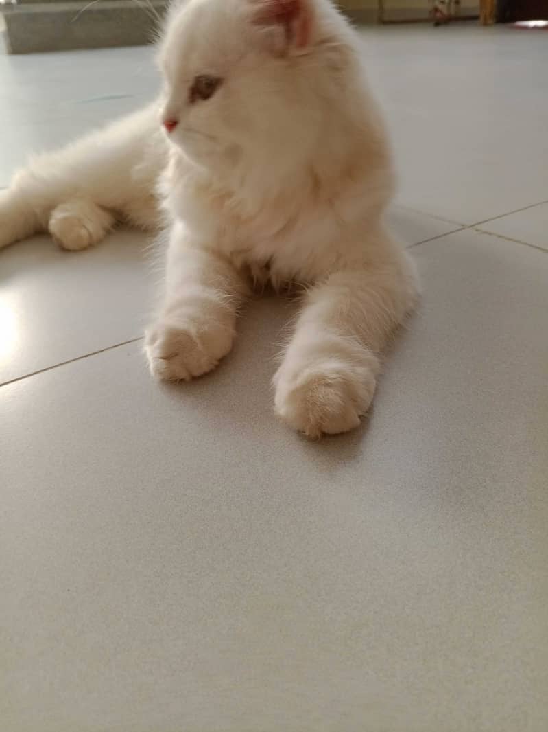 White Persian kittens pair 4