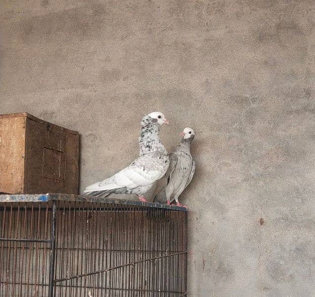 Kanty Kash mukhi pair 0