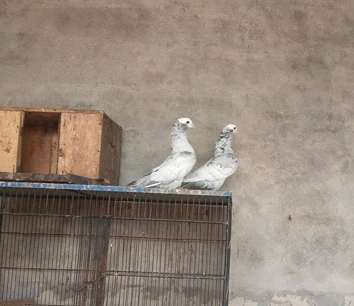 Kanty Kash mukhi pair 2