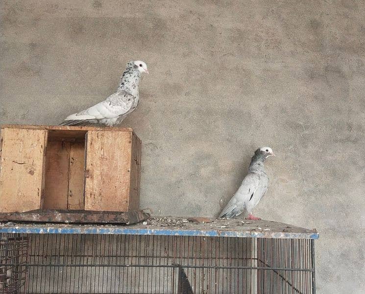 Kanty Kash mukhi pair 3