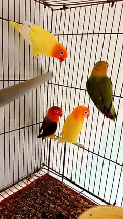 green offline spluit pair and pasnata Ring bird pair