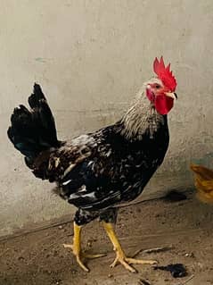 desi hens pair