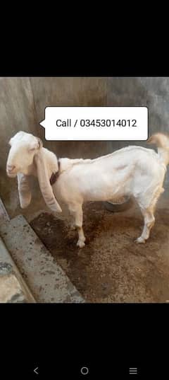 Gulabi bakri