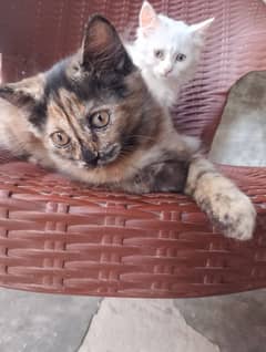 perisan cats pair  available