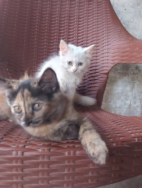 perisan cats pair  available 4