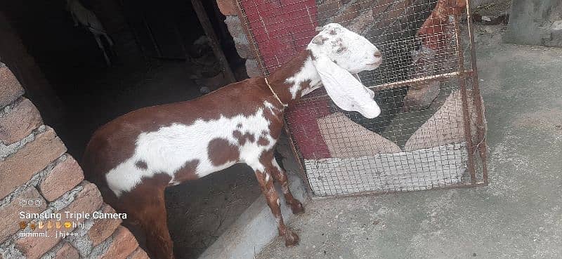 bakri for sale Urgent 1