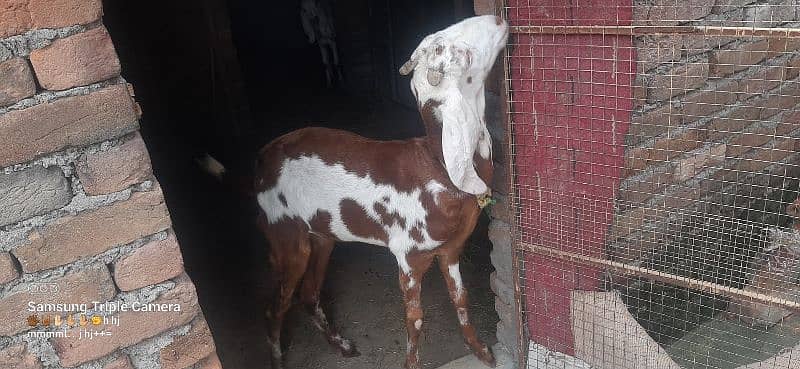 bakri for sale Urgent 2