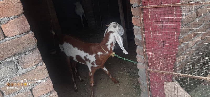 bakri for sale Urgent 4