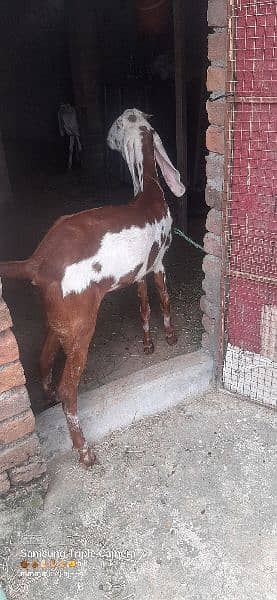 bakri for sale Urgent 7